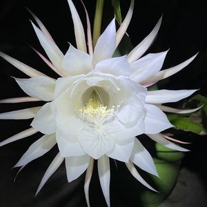 Meet your Posher, Rae